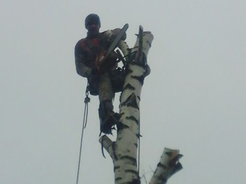 Удаление деревьев